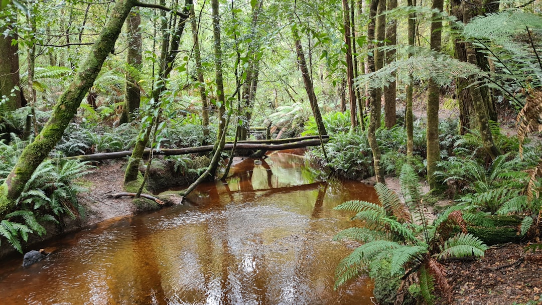 Photo Rainforest canopy